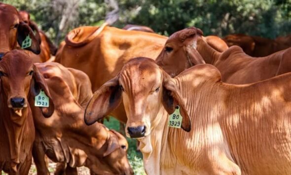 Sapi Kurban